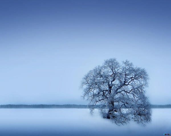 árbol congelado
